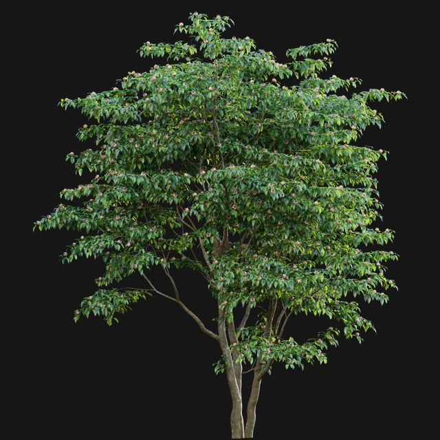 Bundle 14 -The Savills and David Harber Garden 3D model_104