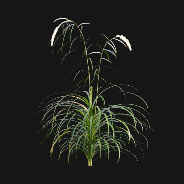 Bundle 14 -The Savills and David Harber Garden 3D model_62