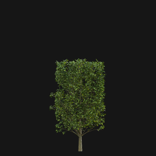 Bundle 14 -The Savills and David Harber Garden 3D model_75