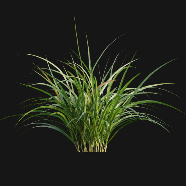 Bundle 14 -The Savills and David Harber Garden 3D model_60