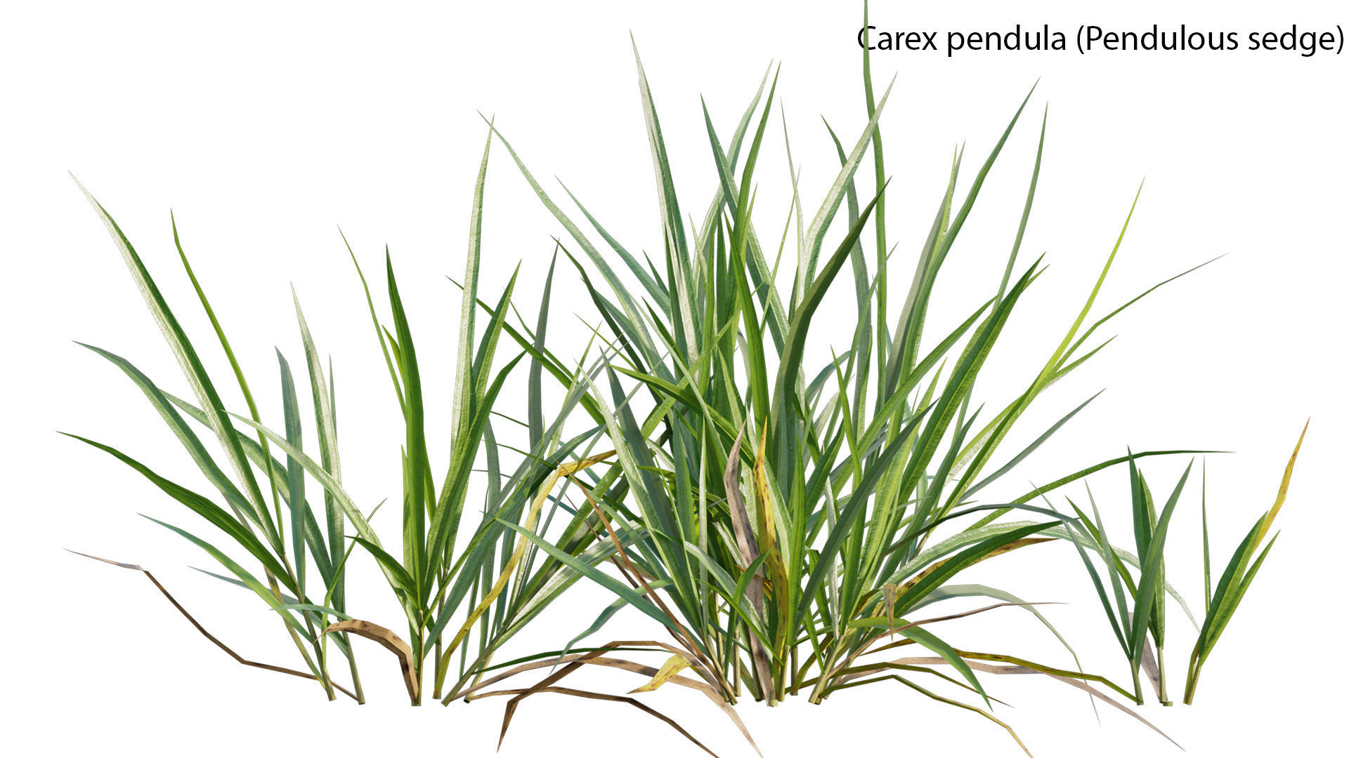 Bundle 14 -The Savills and David Harber Garden 3D model_17