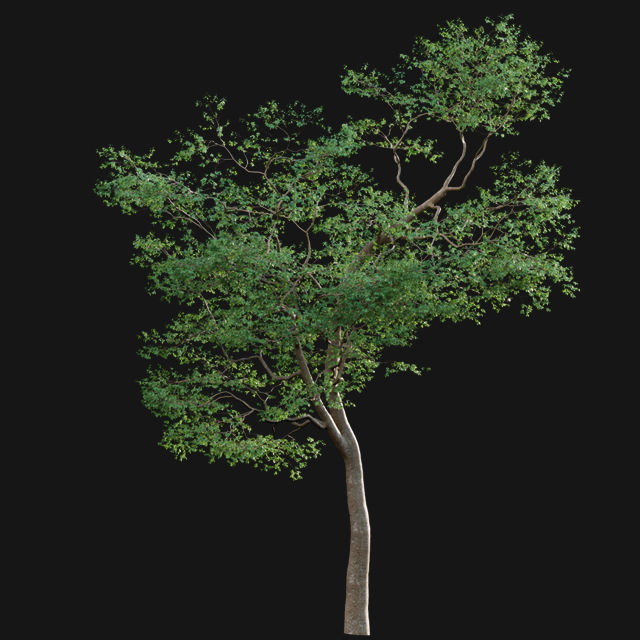 Bundle 14 -The Savills and David Harber Garden 3D model_51