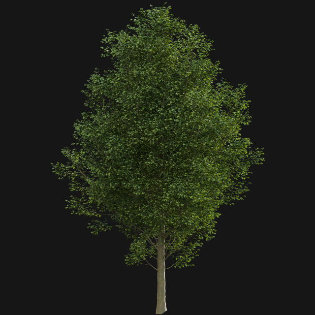 Bundle 14 -The Savills and David Harber Garden 3D model_46