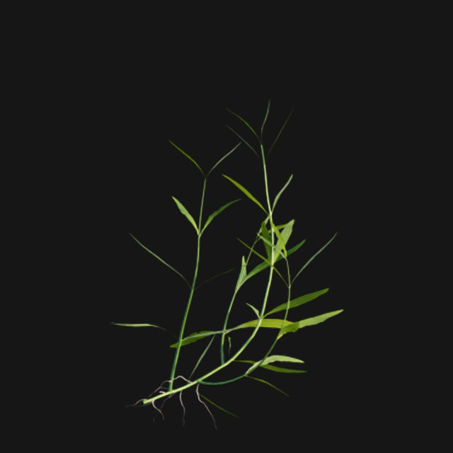 Bundle 14 -The Savills and David Harber Garden 3D model_109