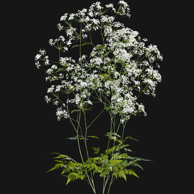 Bundle 14 -The Savills and David Harber Garden 3D model_44