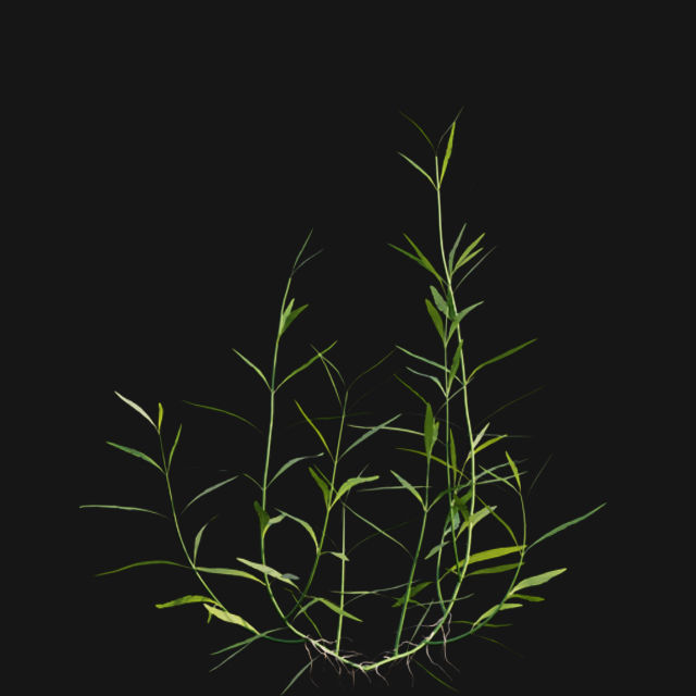 Bundle 14 -The Savills and David Harber Garden 3D model_105