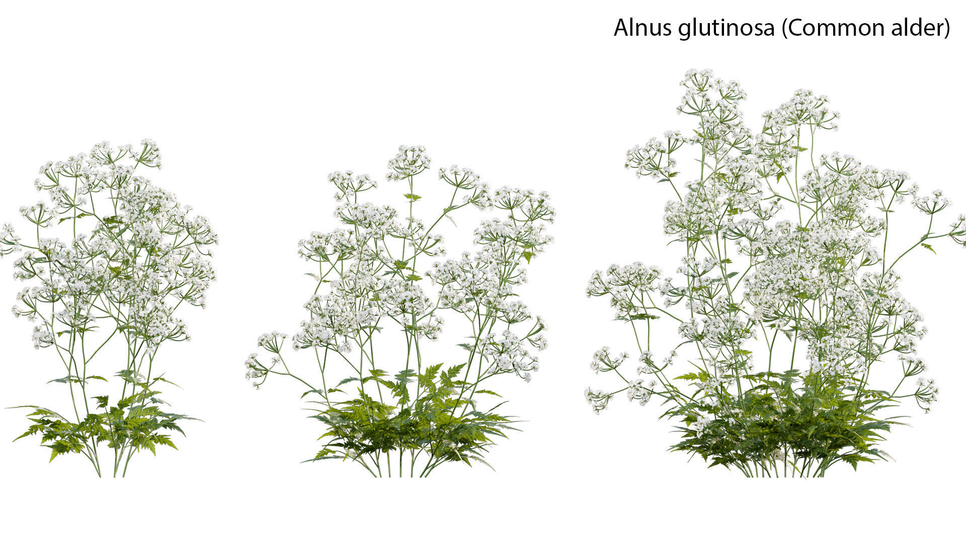 Bundle 14 -The Savills and David Harber Garden 3D model_9