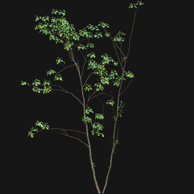 Bundle 14 -The Savills and David Harber Garden 3D model_40