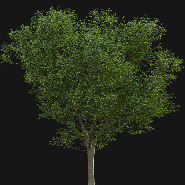 Bundle 14 -The Savills and David Harber Garden 3D model_45