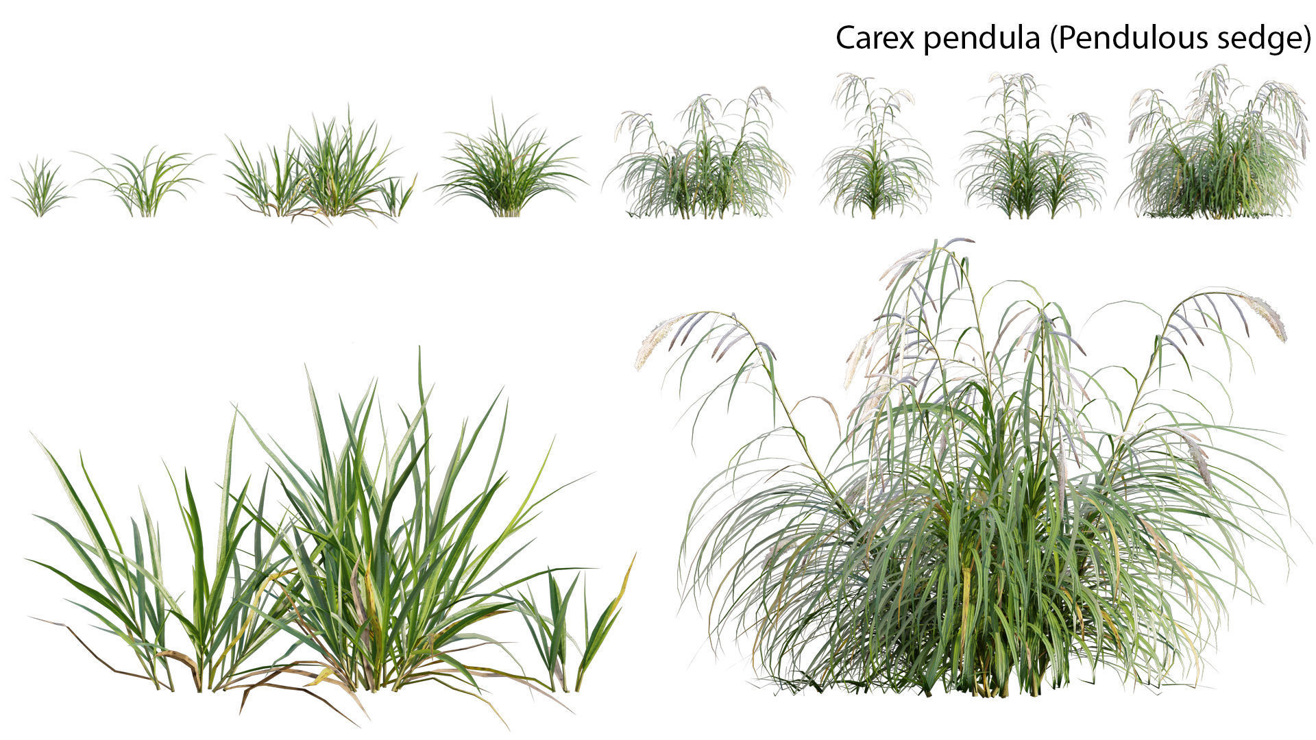 Bundle 14 -The Savills and David Harber Garden 3D model_14