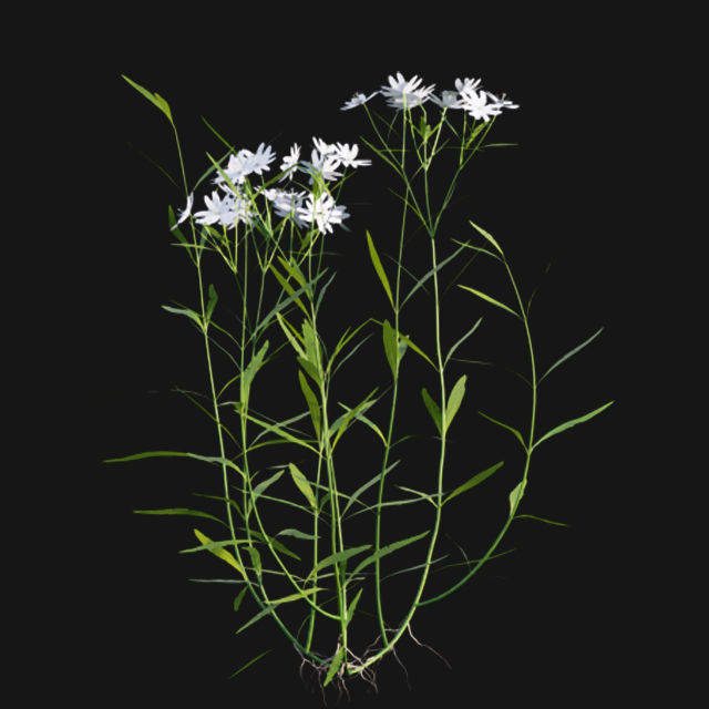 Bundle 14 -The Savills and David Harber Garden 3D model_108