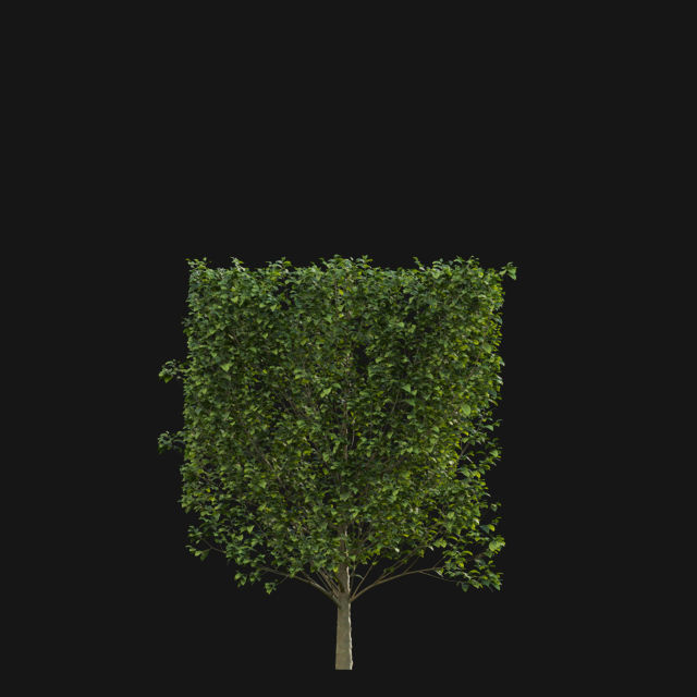 Bundle 14 -The Savills and David Harber Garden 3D model_72