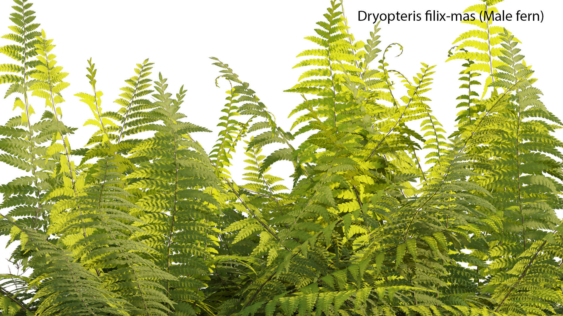 Bundle 14 -The Savills and David Harber Garden 3D model_24