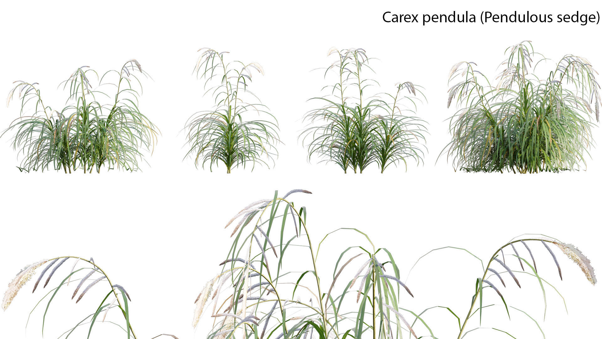 Bundle 14 -The Savills and David Harber Garden 3D model_16