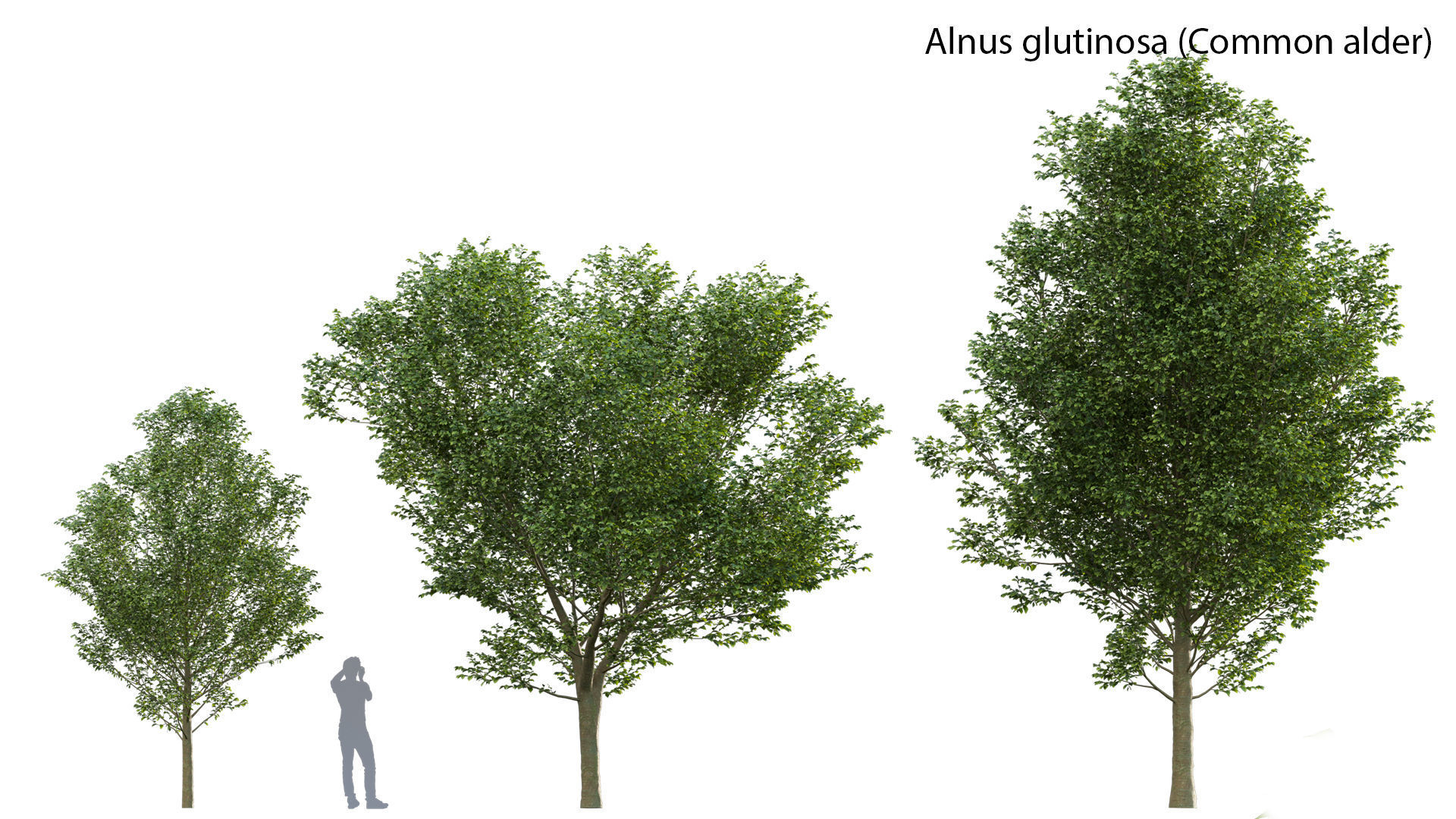 Bundle 14 -The Savills and David Harber Garden 3D model_20