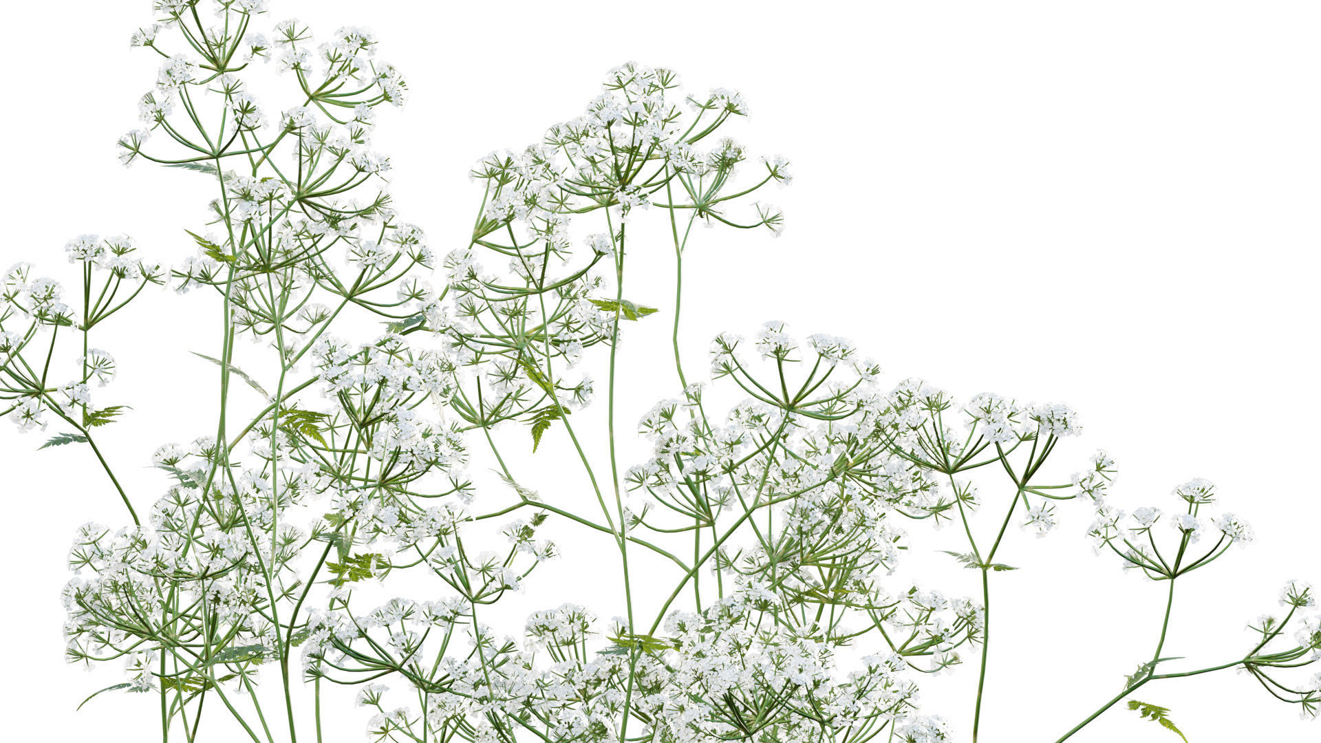 Bundle 14 -The Savills and David Harber Garden 3D model_10