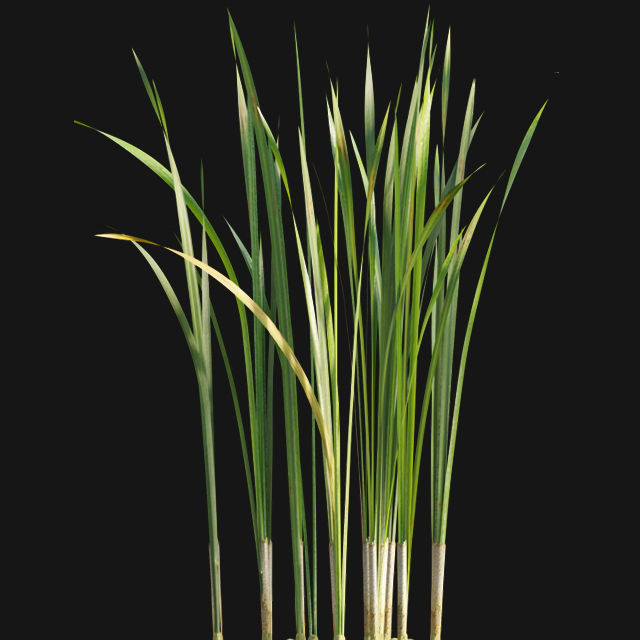 Bundle 14 -The Savills and David Harber Garden 3D model_84