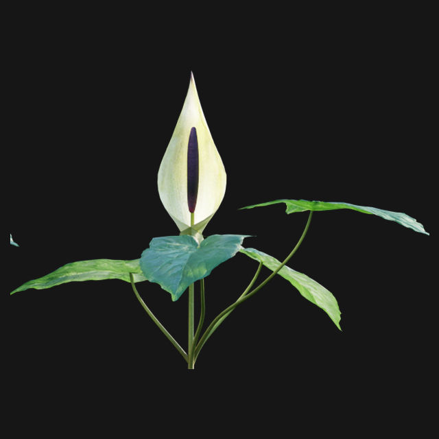 Bundle 14 -The Savills and David Harber Garden 3D model_53