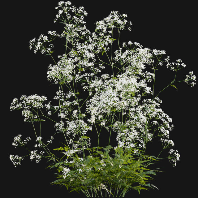 Bundle 14 -The Savills and David Harber Garden 3D model_50