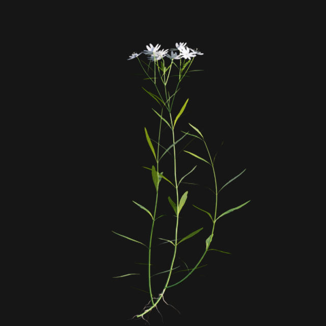 Bundle 14 -The Savills and David Harber Garden 3D model_107