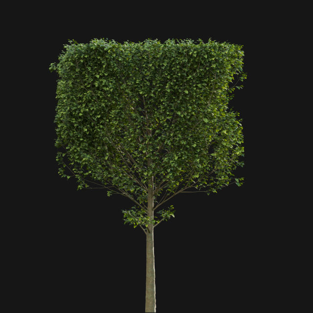 Bundle 14 -The Savills and David Harber Garden 3D model_78