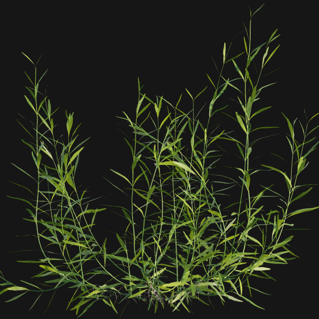 Bundle 14 -The Savills and David Harber Garden 3D model_112