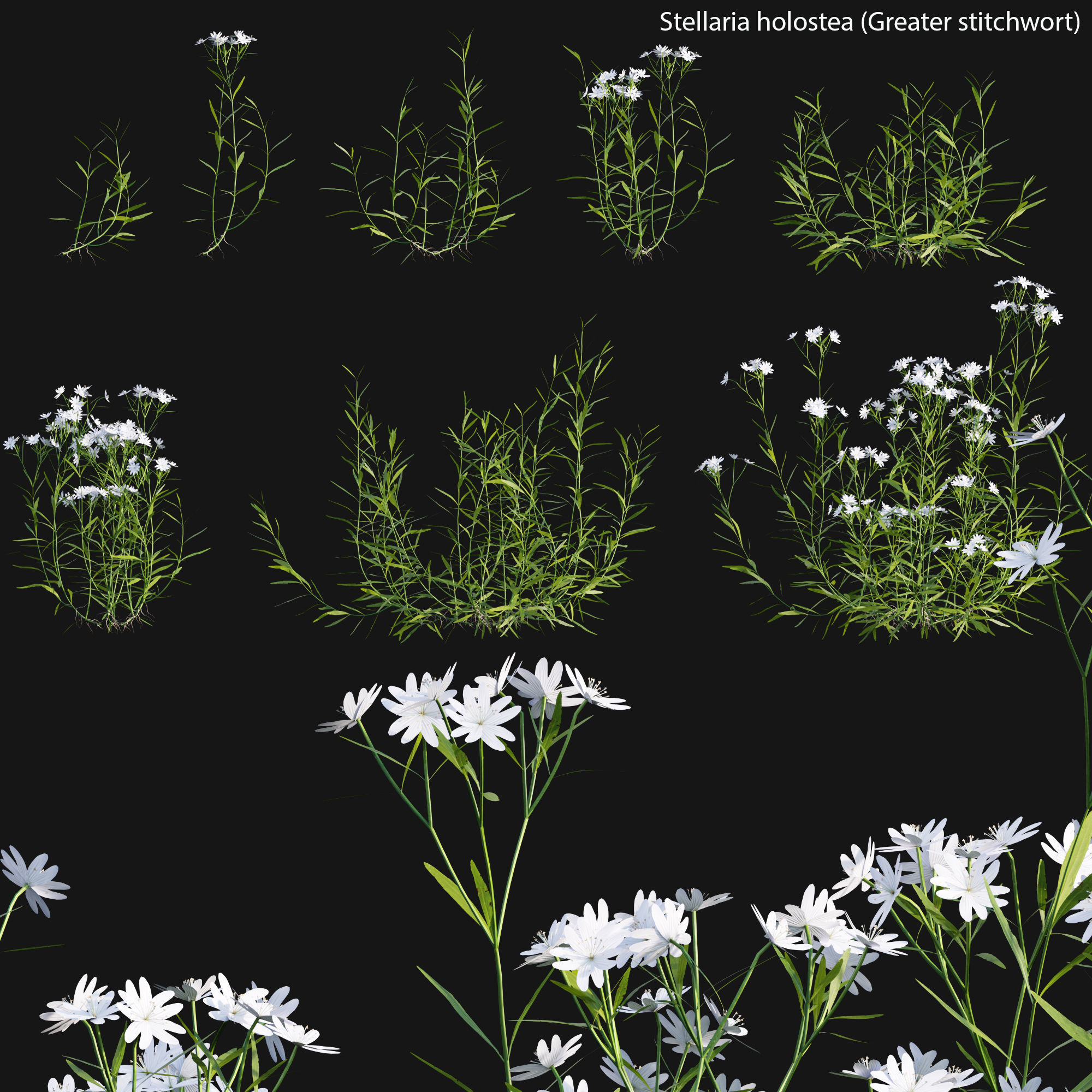 Bundle 14 -The Savills and David Harber Garden 3D model_31