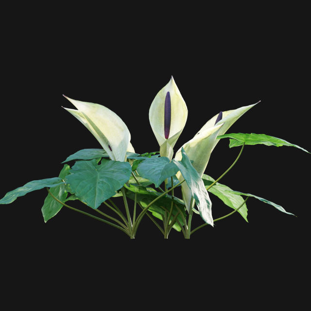 Bundle 14 -The Savills and David Harber Garden 3D model_57