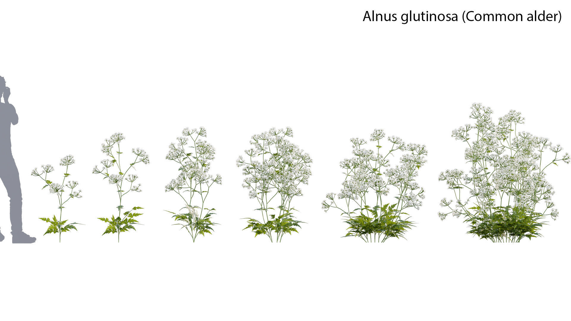 Bundle 14 -The Savills and David Harber Garden 3D model_7