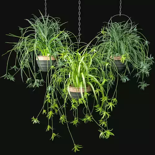 Spider Plants Set