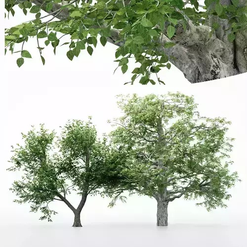2diffrent tree European Beech 2 trees Models in the scene