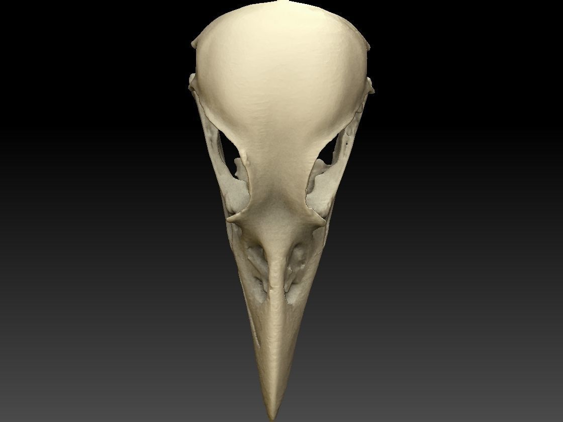 Bird Skull 3D Scan 3D model_8