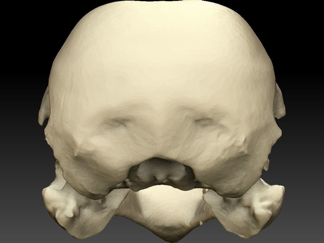 Bird Skull 3D Scan 3D model_7