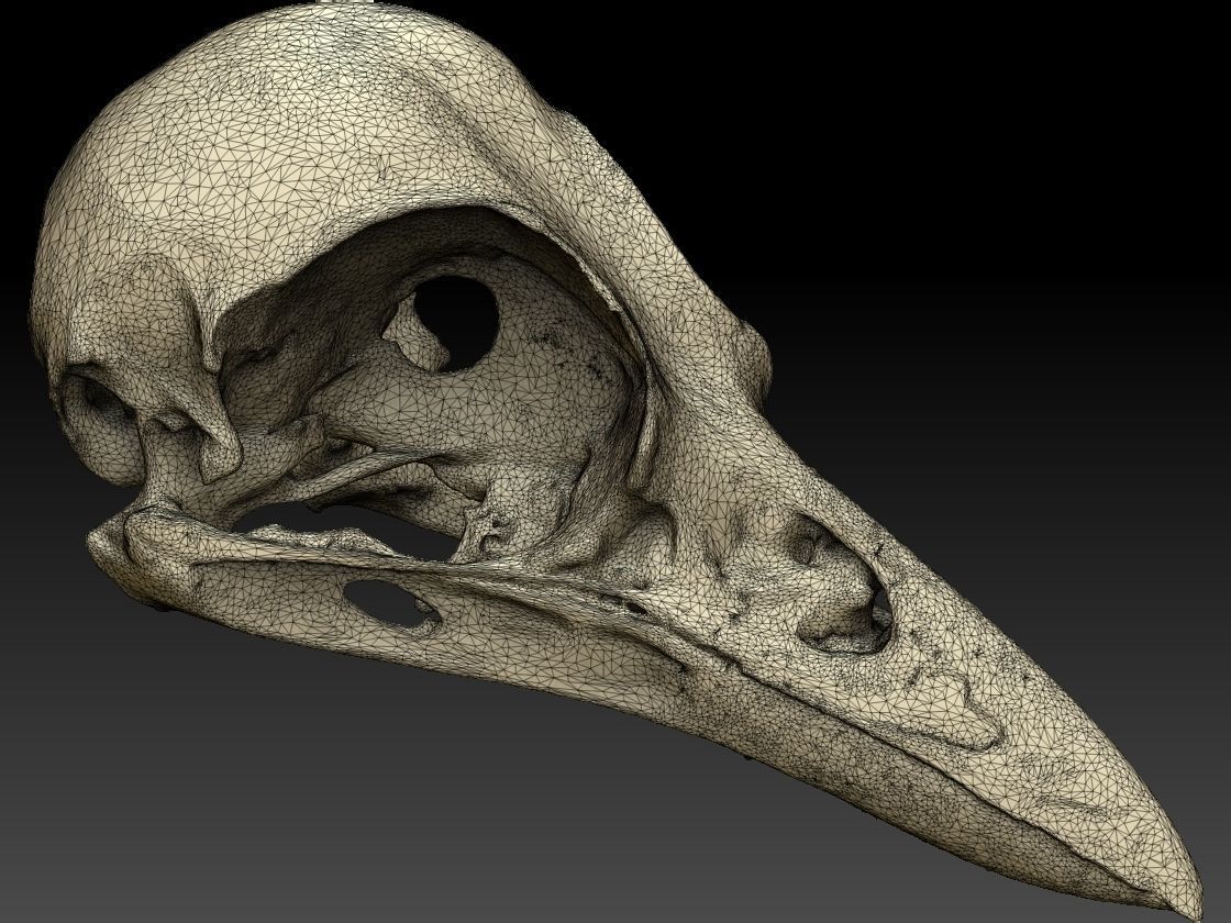 Bird Skull 3D Scan 3D model_1