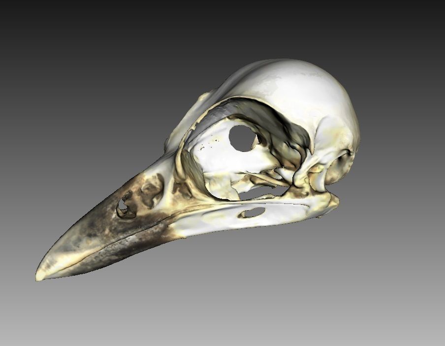Bird Skull 3D Scan 3D model_5