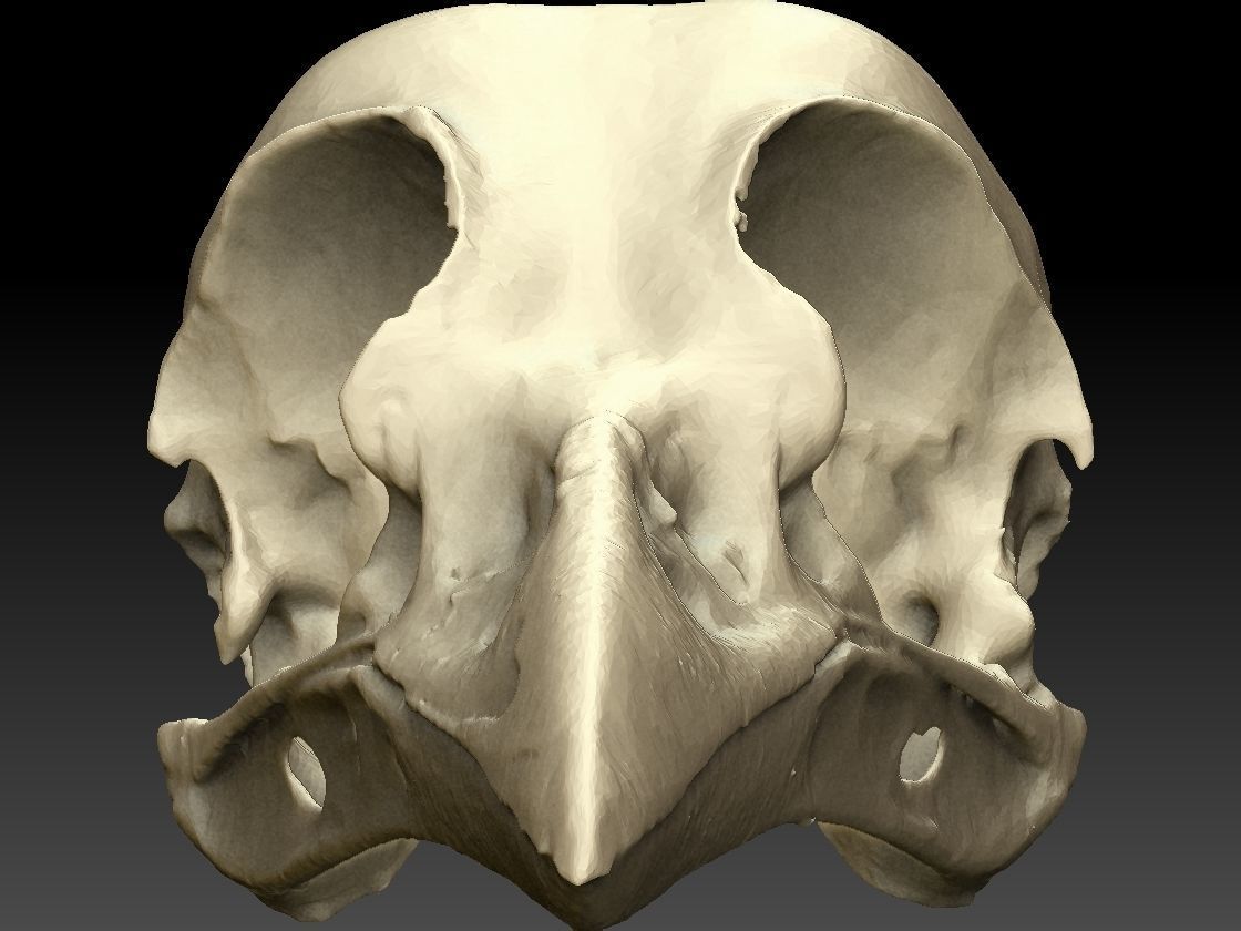 Bird Skull 3D Scan 3D model_9