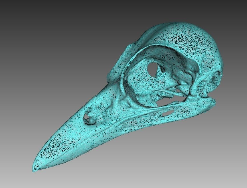 Bird Skull 3D Scan 3D model_4
