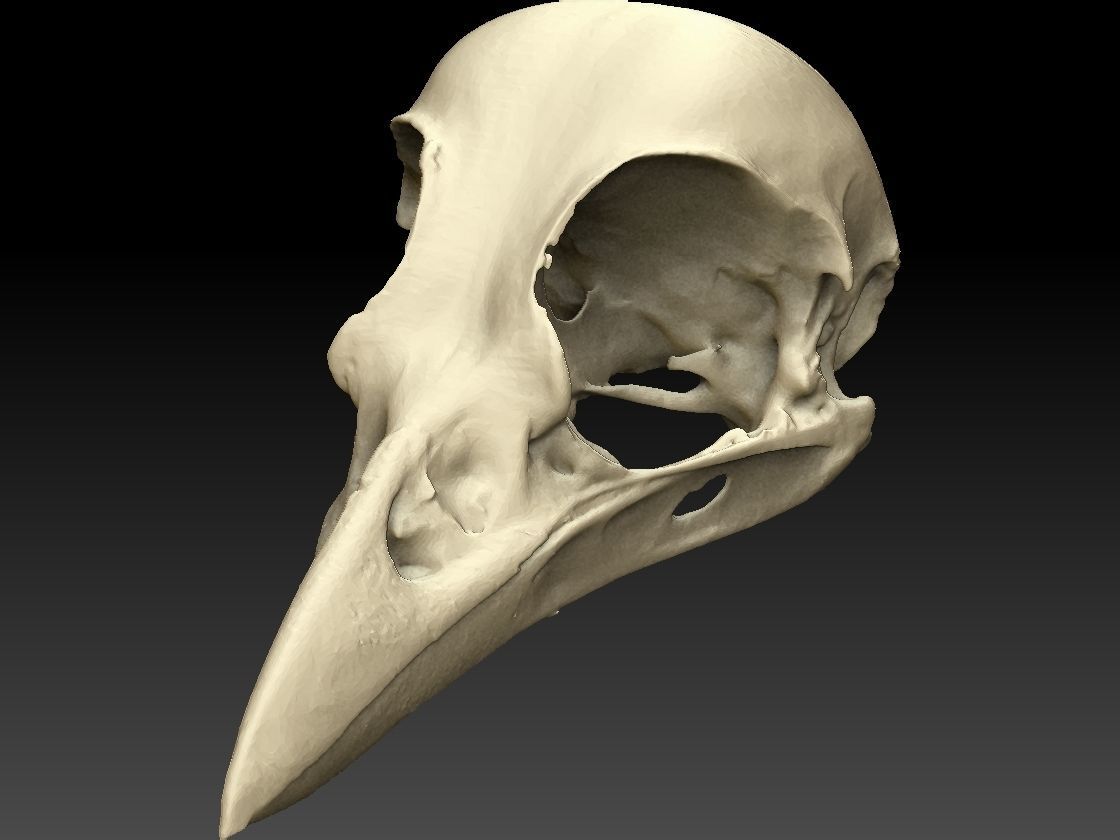 Bird Skull 3D Scan 3D model_3