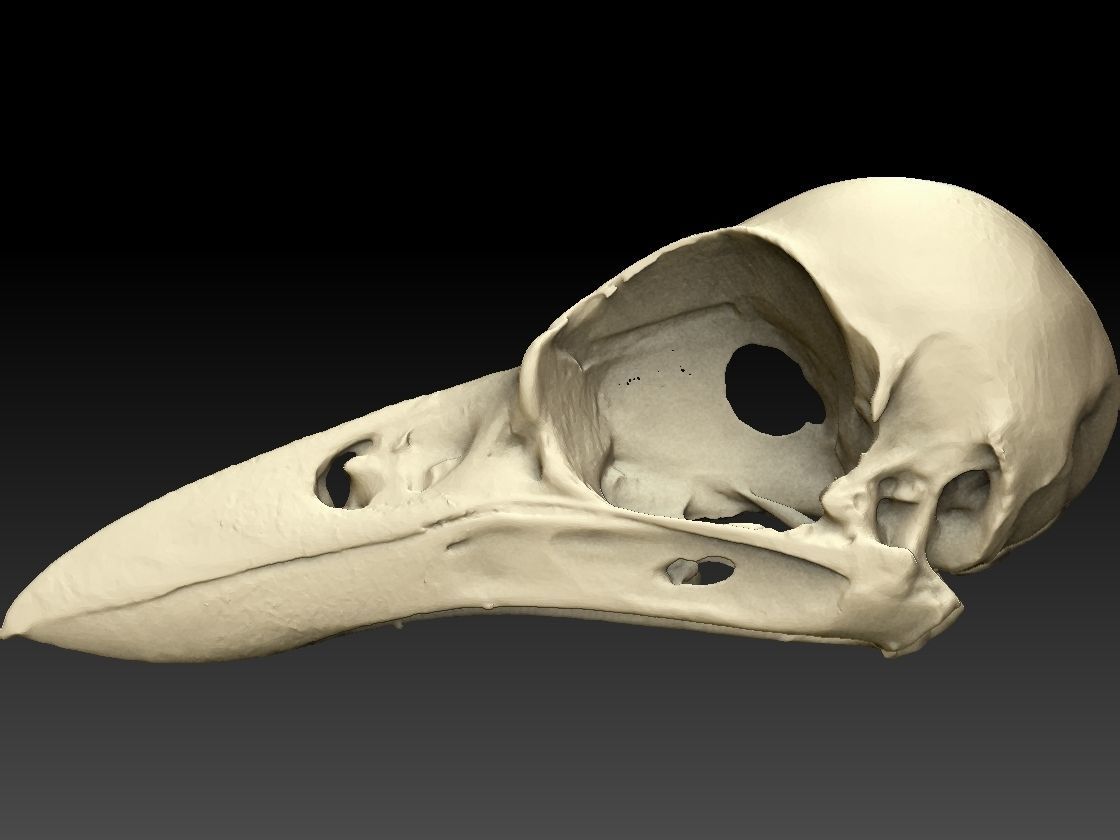 Bird Skull 3D Scan 3D model_6