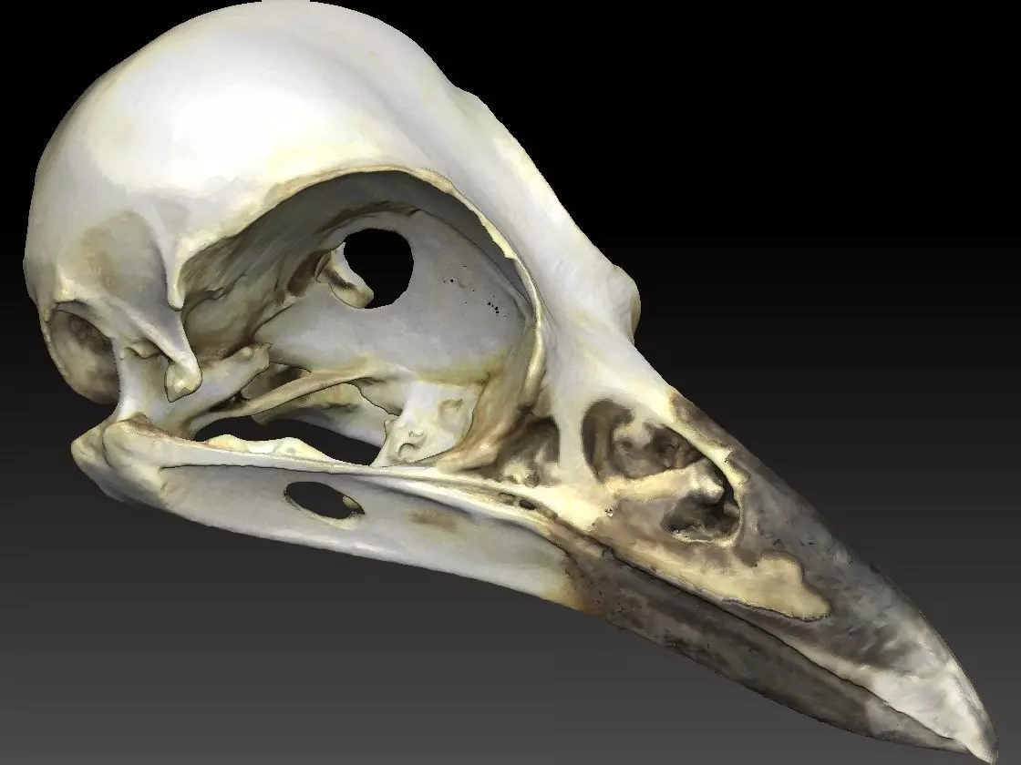Bird Skull 3D Scan 3D model_0