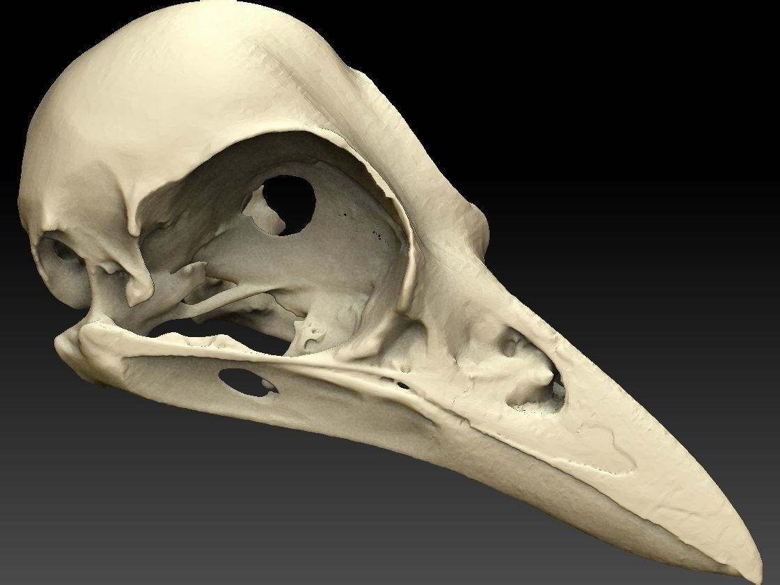 Bird Skull 3D Scan 3D model_2