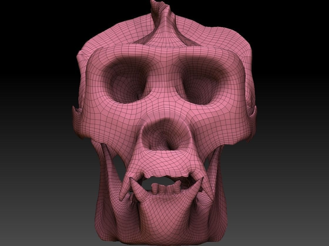 Ape Skull Scan 3D model_1