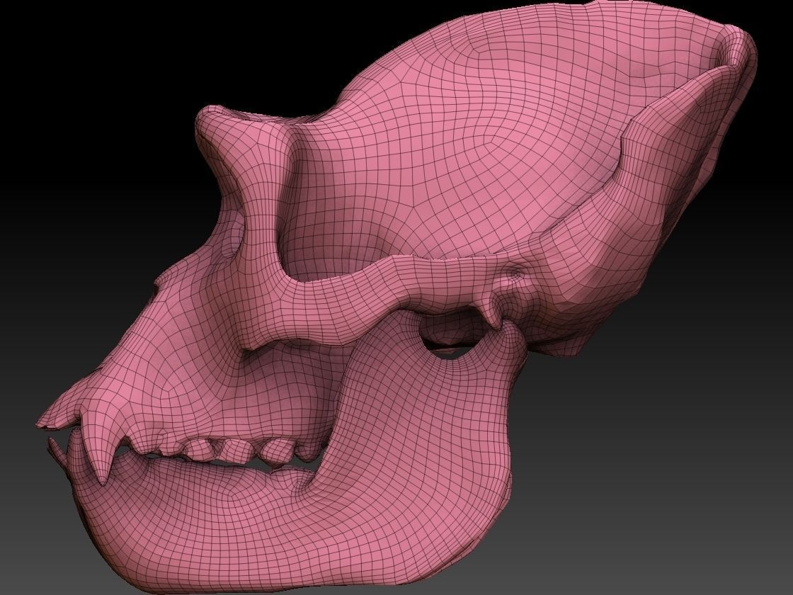 Ape Skull Scan 3D model_3