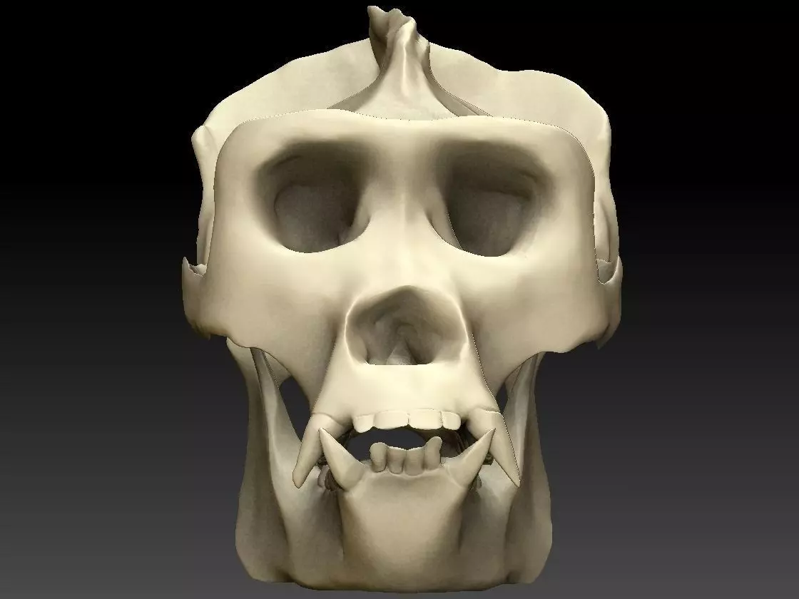 Ape Skull Scan 3D model_0