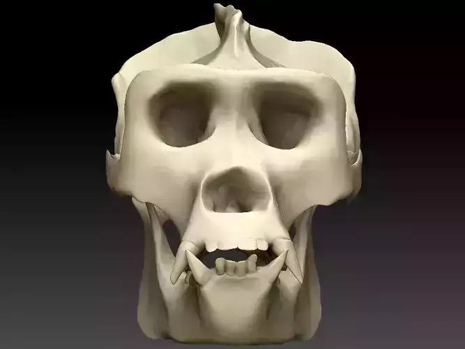 Ape Skull Scan 3D model