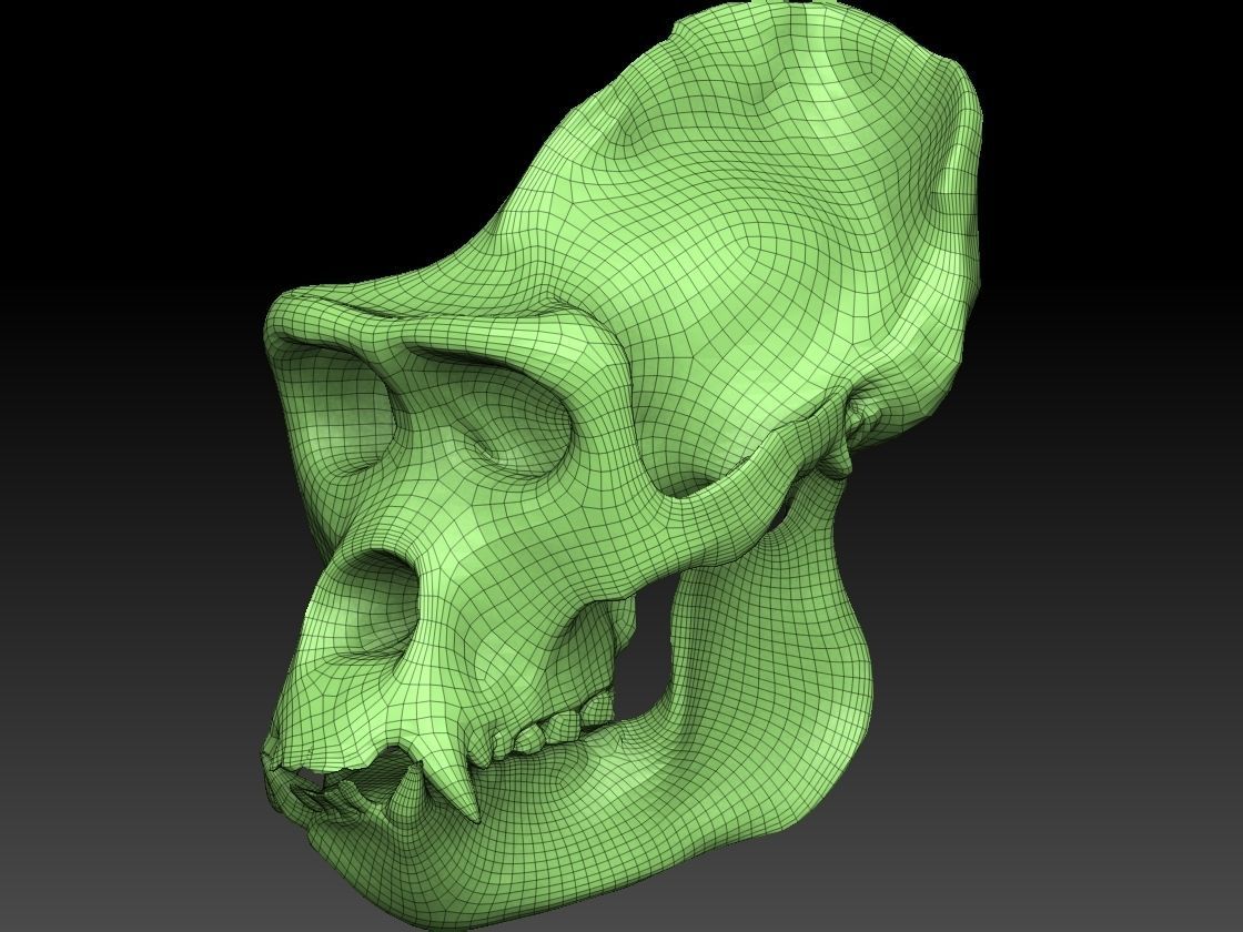 Ape Skull Scan 3D model_4