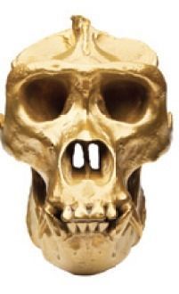 Ape Skull Scan 3D model_5