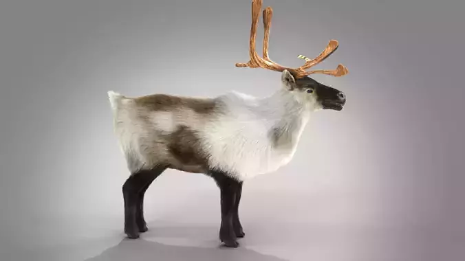 Fur Reindeer NO RIG Low-poly 3D model