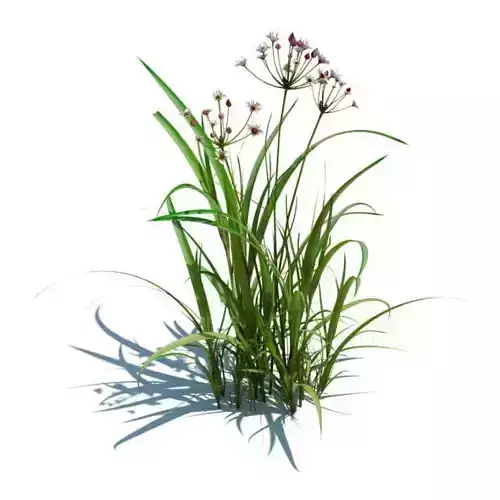 Plant Red Flower Grass