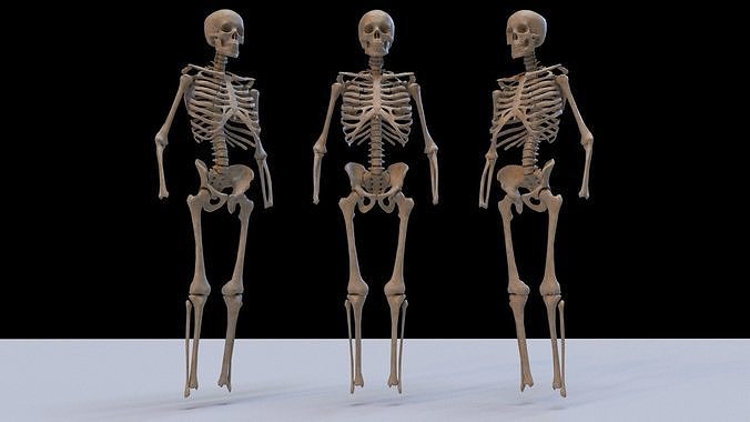 Skeleton 3d model two skeletons 3D model